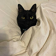 Billy is registered to the contest to win money with this photo: black_cat, cat, pet, animal, indoor, blanket, bed, cozy, eyes, feline, fur, whiskers, resting, cute, domestic_animal, sleeping_area, comfort, soft, portrait, hidden