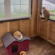 Penny And Kenny is registered to the contest to win money with this photo: animal, cat, cat_house, cozy, curious, domestic_animal, feline, floor, indoor, natural_light, orange_cat, pet, pet_bowl, relaxed, resting, sitting, white_cat, window, window_sill, wooden_wall