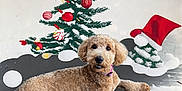 Daisy Mae is registered to the contest to win money with this photo: dog, curly_fur, christmas_tree, ornaments, santa_hat, presents, holiday, decorations, festive, canine, pet, indoor, relaxed, lying_down, red, green, white, background, celebration, winter