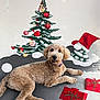 dog, curly_fur, christmas_tree, ornaments, santa_hat, presents, holiday, decorations, festive, canine, pet, indoor, relaxed, lying_down, red, green, white, background, celebration, winter