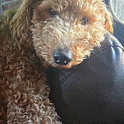 Daisy Mae is registered to the contest to win money with this photo: dog, curly_fur, brown, pet, indoor, couch, leather, window, natural_light, close_up, animal, relaxed, fur, snout, ears, home, cozy, resting, companion, canine