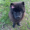dog, black_dog, fluffy, long_hair, puppy, pet, animal, outdoor, grass, garden, portrait, close_up, looking_at_camera, brown_eyes, flower, pink_flower, fur, standing, cute, nature