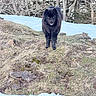 Ritsu participe au concours pour gagner de l'argent avec cette photo : dog, black_dog, fluffy, long_hair, outdoors, snow, winter, mountain, forest, trees, grass, rocks, pawprints, standing, portrait, animal, canine, nature, alpine, daylight