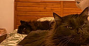 Ritsu participe au concours pour gagner de l'argent avec cette photo : cat, cats, black_cat, fluffy, fur, whiskers, eyes, ears, animal, pet, bed, bedroom, bedding, patterned_blanket, wooden_headboard, plush_toy, indoor, portrait, relaxed, funny