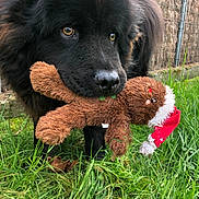 Ritsu participe au concours pour gagner de l'argent avec cette photo : dog, black_dog, fluffy, large_breed, portrait, close_up, brown_toy, plush_toy, reindeer, christmas_toy, outdoor, grass, garden, wire_fence, animal, pet, holding_toy, playful, expressive_eyes, natural_light