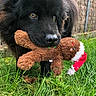 dog, black_dog, fluffy, large_breed, portrait, close_up, brown_toy, plush_toy, reindeer, christmas_toy, outdoor, grass, garden, wire_fence, animal, pet, holding_toy, playful, expressive_eyes, natural_light