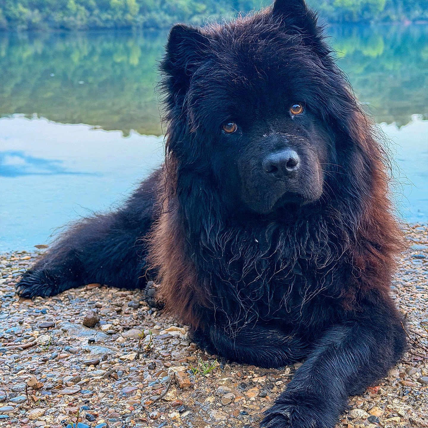 Ritsu participe au concours pour gagner de l'argent avec cette photo : dog, black_dog, large_dog, long_hair, fluffy, lying_down, outdoors, lakeside, lake, mountains, forest, water, shoreline, pebbles, nature, portrait, animal, fur, brown_eyes, relaxed