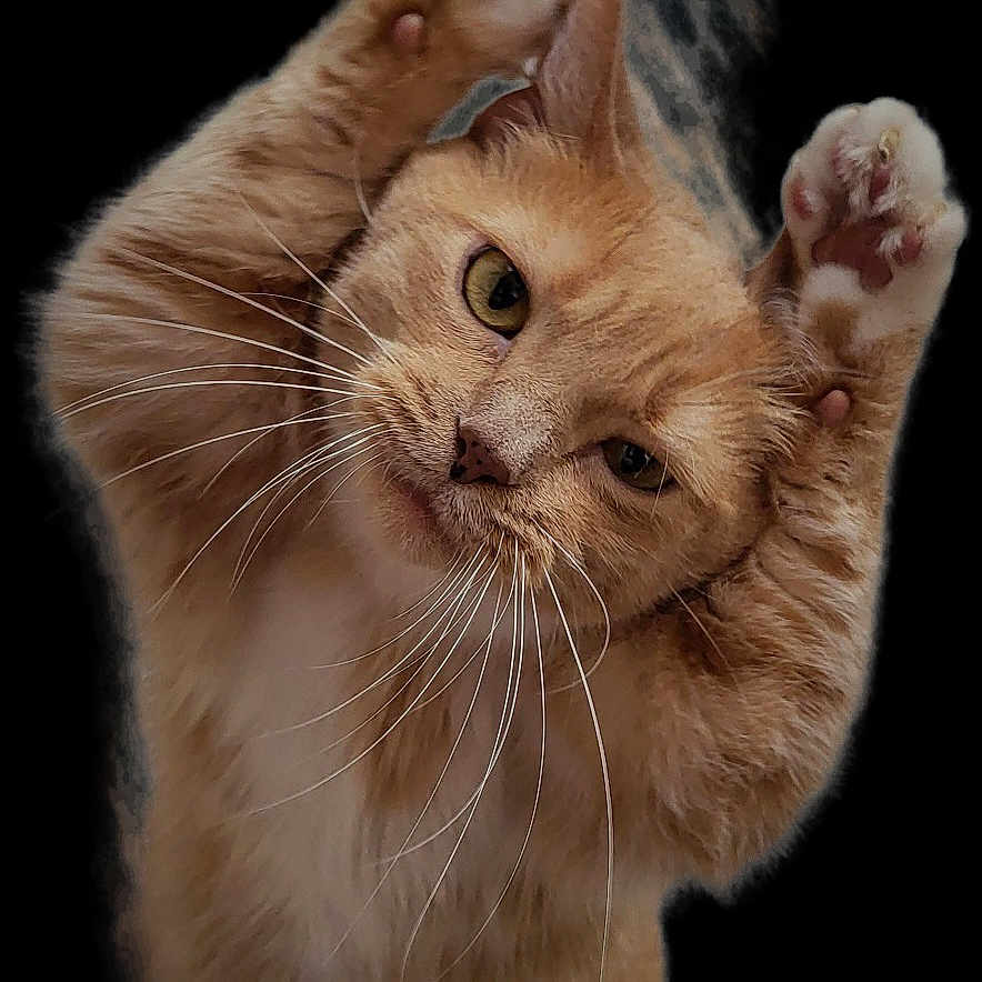 Paley joined the competition — help win amazing prizes! abyssinian, angora, animal, art, cat, claw, collage, computerhardware, egyptiancat, electronics, hardware, hook, kitten, manx, person, pet, siamese, sleeping, snout, wood