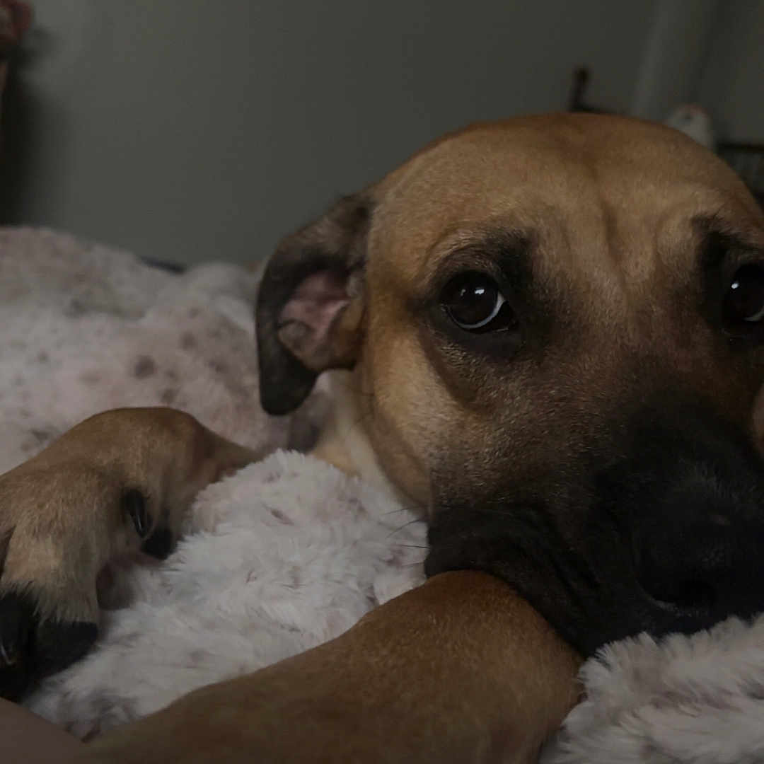 Lucy joined the competition — help win amazing prizes! animal, bodypart, boxer, bulldog, canine, couch, dog, finger, frenchbulldog, furniture, germanshepherd, greatdane, hound, labradorretriever, pet, pitbull, pointer, pug, puppy, snout