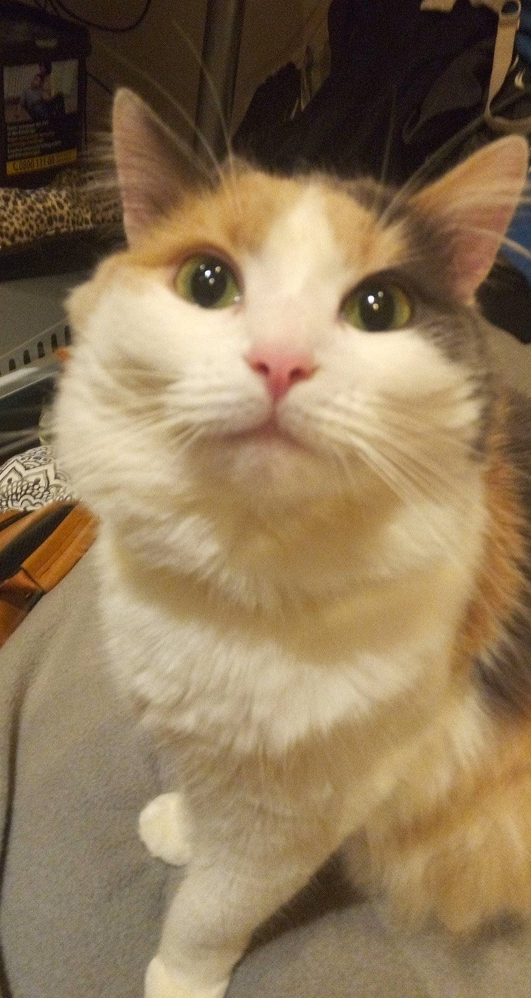 Cersei a rejoint le concours — aidez-le/la à gagner de superbes lots ! box, carnivore, cat, domestic_short_haired_cat, ear, eyebrow, fawn, felidae, fur, paw, picture_frame, small_to_medium_sized_cats, snout, surprised, tail, whiskers