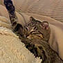 Balou participe au concours pour gagner de l'argent avec cette photo : cat, tabby, sleeping, paw, blanket, cushion, cozy, indoor, resting, feline, fur, striped, cute, relaxation, pet, animal, soft, comfort, warm, nap