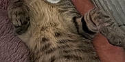 Balou a rejoint le concours — aidez-le/la à gagner de superbes lots ! cat, kitten, tabby, fur, whiskers, eyes, person, arm, hand, blanket, purple, striped_clothing, indoor, pet, cute, animal, relaxed, closeup, feline, resting