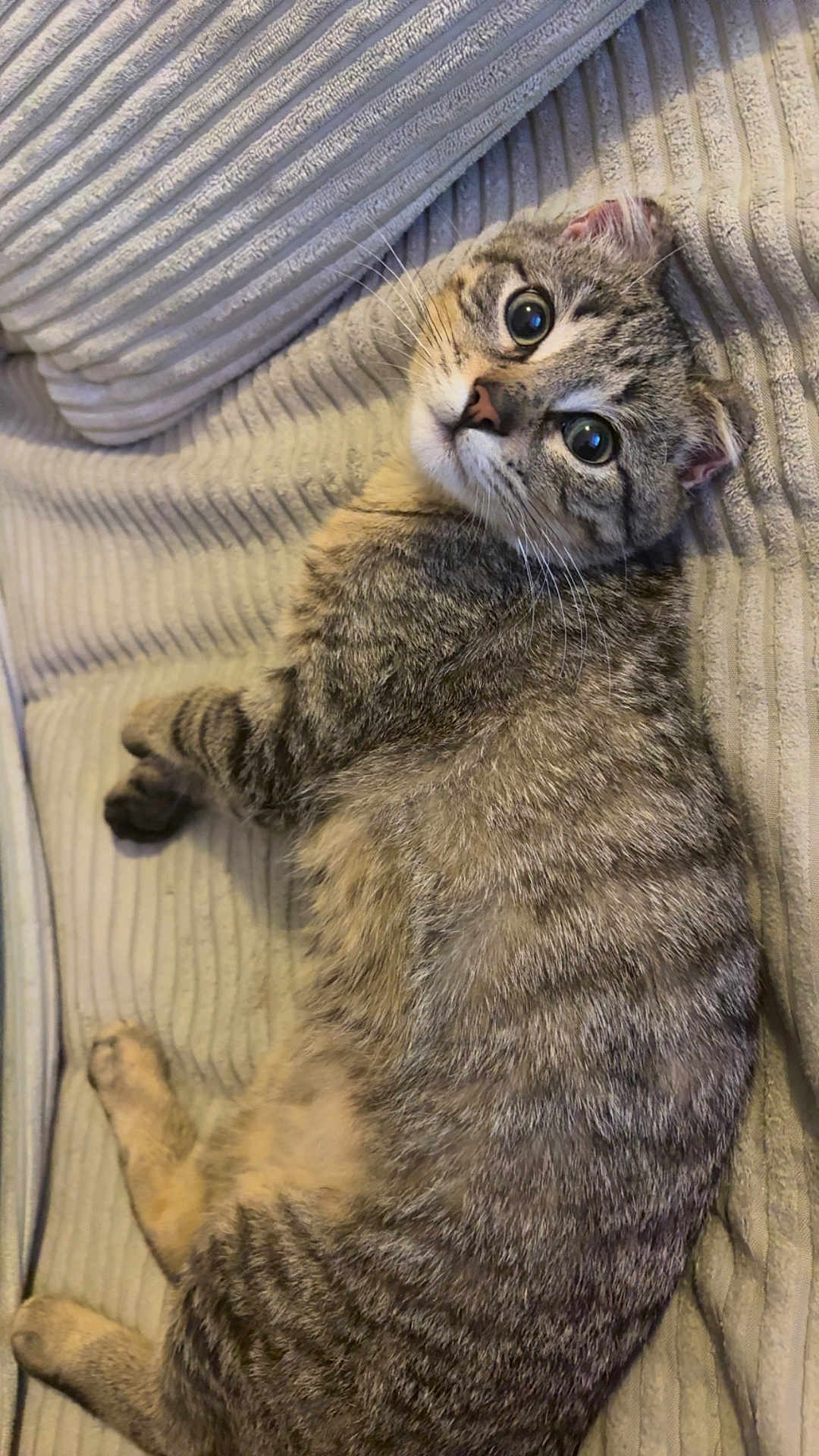 Balou participe au concours pour gagner de l'argent avec cette photo : cat, tabby, pet, feline, animal, indoor, resting, couch, fur, whiskers, curious, cute, domestic_animal, relaxed, striped, mammal, lying_down, cozy, soft, closeup