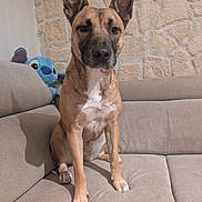 Vanille a rejoint le concours — aidez-le/la à gagner de superbes lots ! dog, couch, indoor, plush_toy, stitch_toy, stone_wall, pet, seated, brown_dog, large_ears, looking_at_camera, furniture, cozy, home, animal, cute, alert, sitting, domestic, living_room