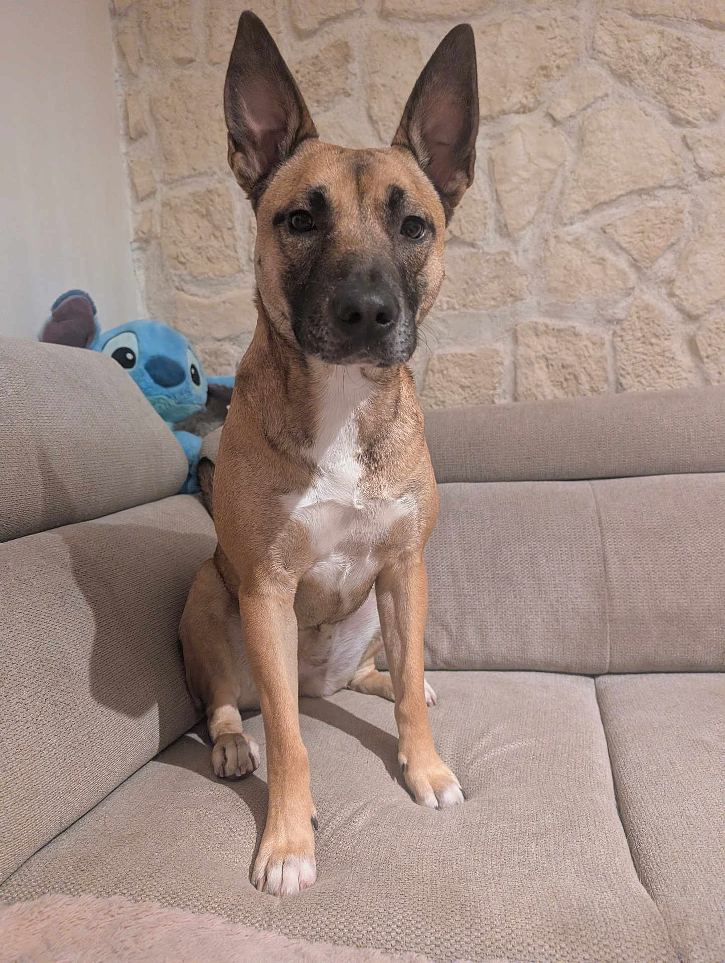 Vanille a rejoint le concours — aidez-le/la à gagner de superbes lots ! dog, couch, indoor, plush_toy, stitch_toy, stone_wall, pet, seated, brown_dog, large_ears, looking_at_camera, furniture, cozy, home, animal, cute, alert, sitting, domestic, living_room