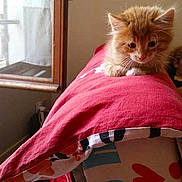 Winni a rejoint le concours — aidez-le/la à gagner de superbes lots !