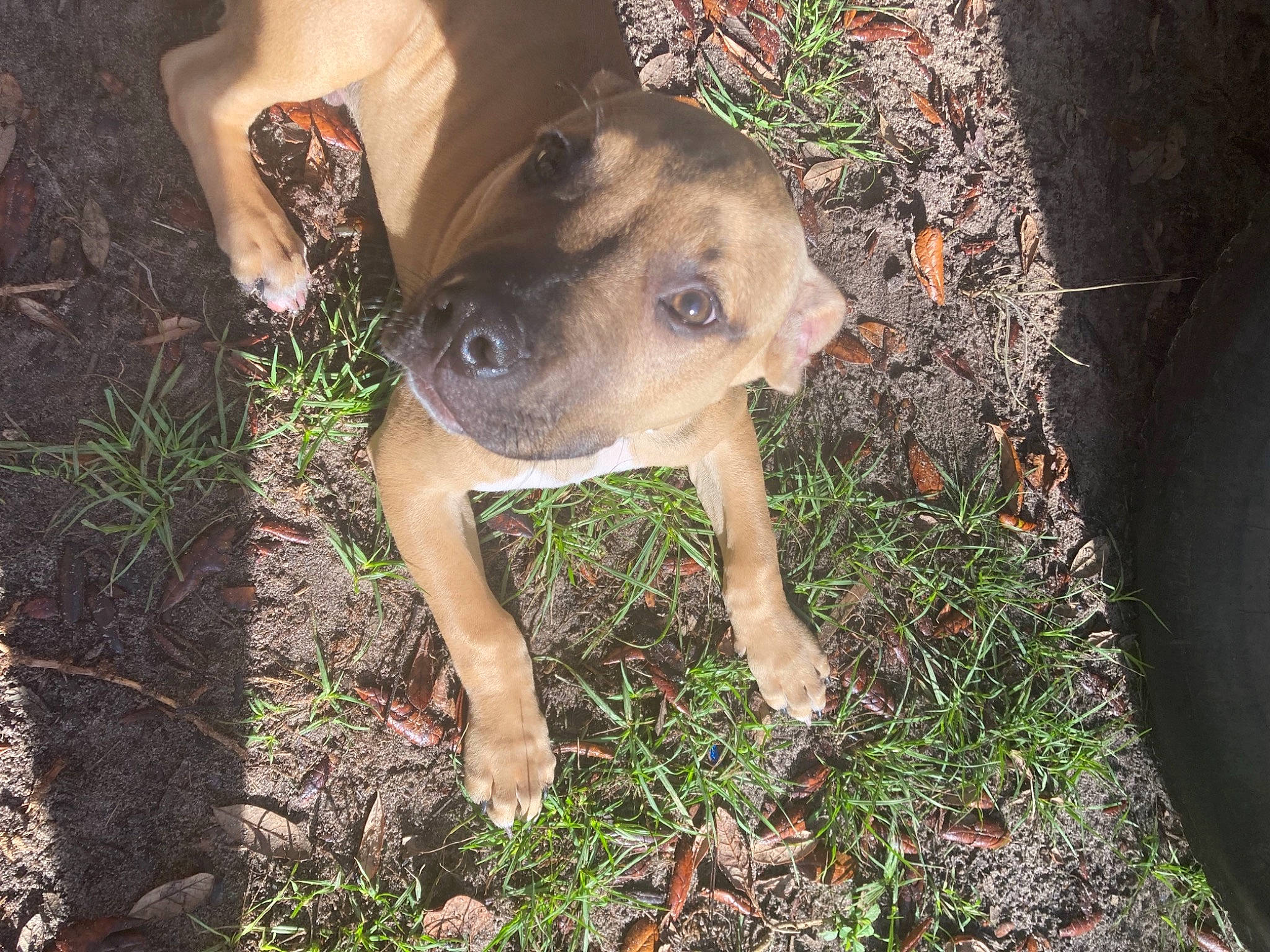 Rocky is registered to the contest to win money with this photo: canidae, carnivore, companion_dog, dog, dog_breed, fawn, grass, human_leg, non_sporting_group, plant, snout, soil, sporting_group, terrestrial_animal, terrestrial_plant, whiskers, wildlife, working_animal