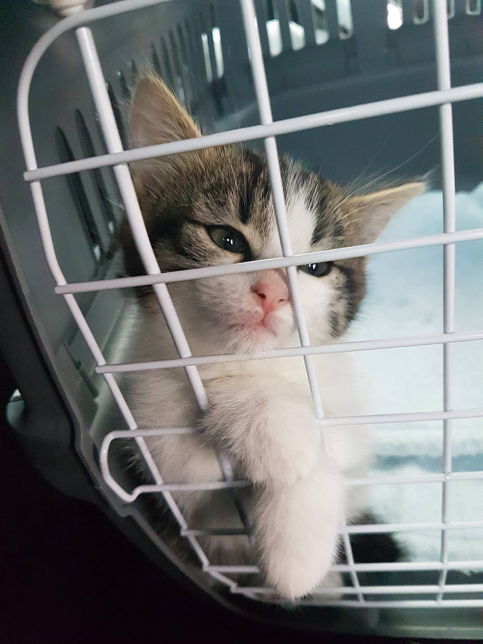 Nala a rejoint le concours — aidez-le/la à gagner de superbes lots ! aegean_cat, animal_shelter, asian, carnivore, cat, domestic_short_haired_cat, european_shorthair, felidae, kitten, photo_caption, polydactyl_cat, small_to_medium_sized_cats, snout, whiskers