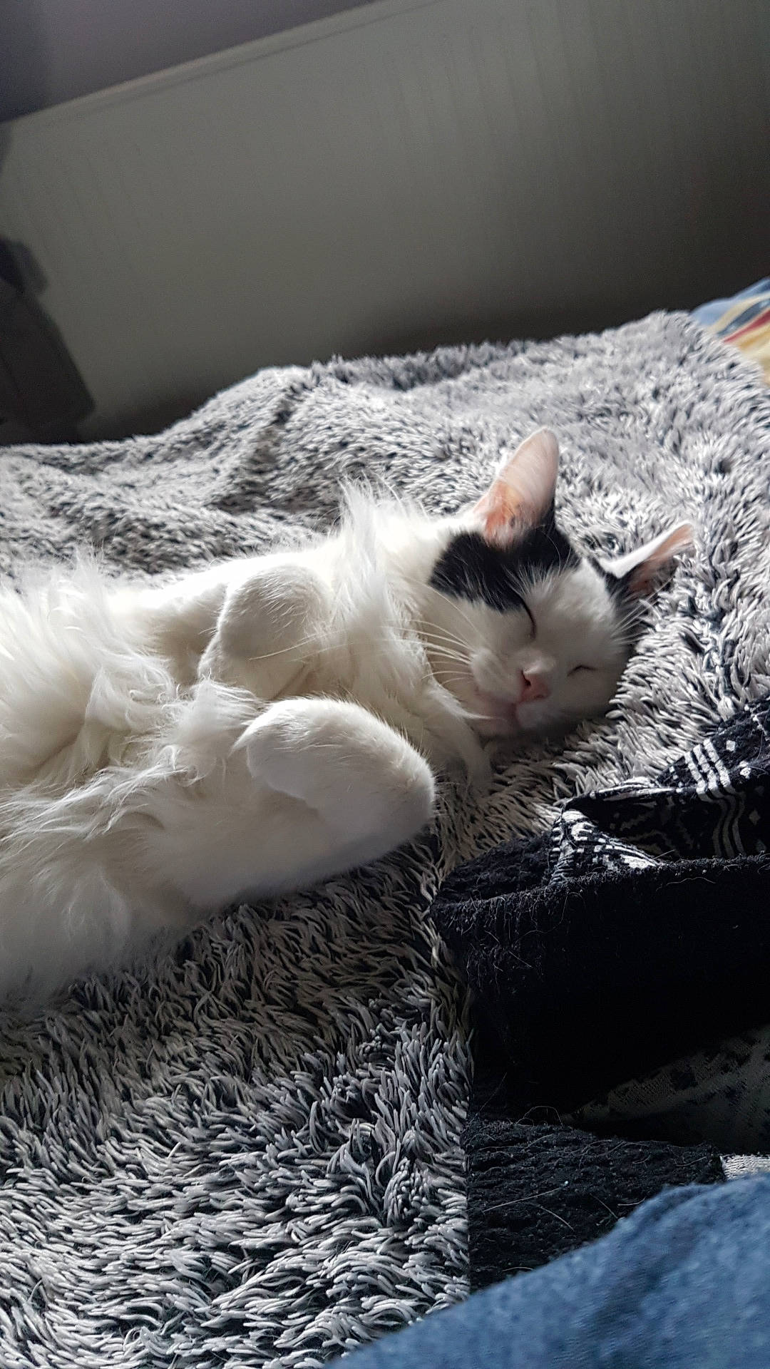 Kiara participe au concours pour gagner de l'argent avec cette photo : aegean_cat, asian, burmilla, carnivore, cat, colorpoint_shorthair, domestic_short_haired_cat, european_shorthair, felidae, fur, kitten, nap, small_to_medium_sized_cats, snout, turkish_angora, turkish_van, whiskers