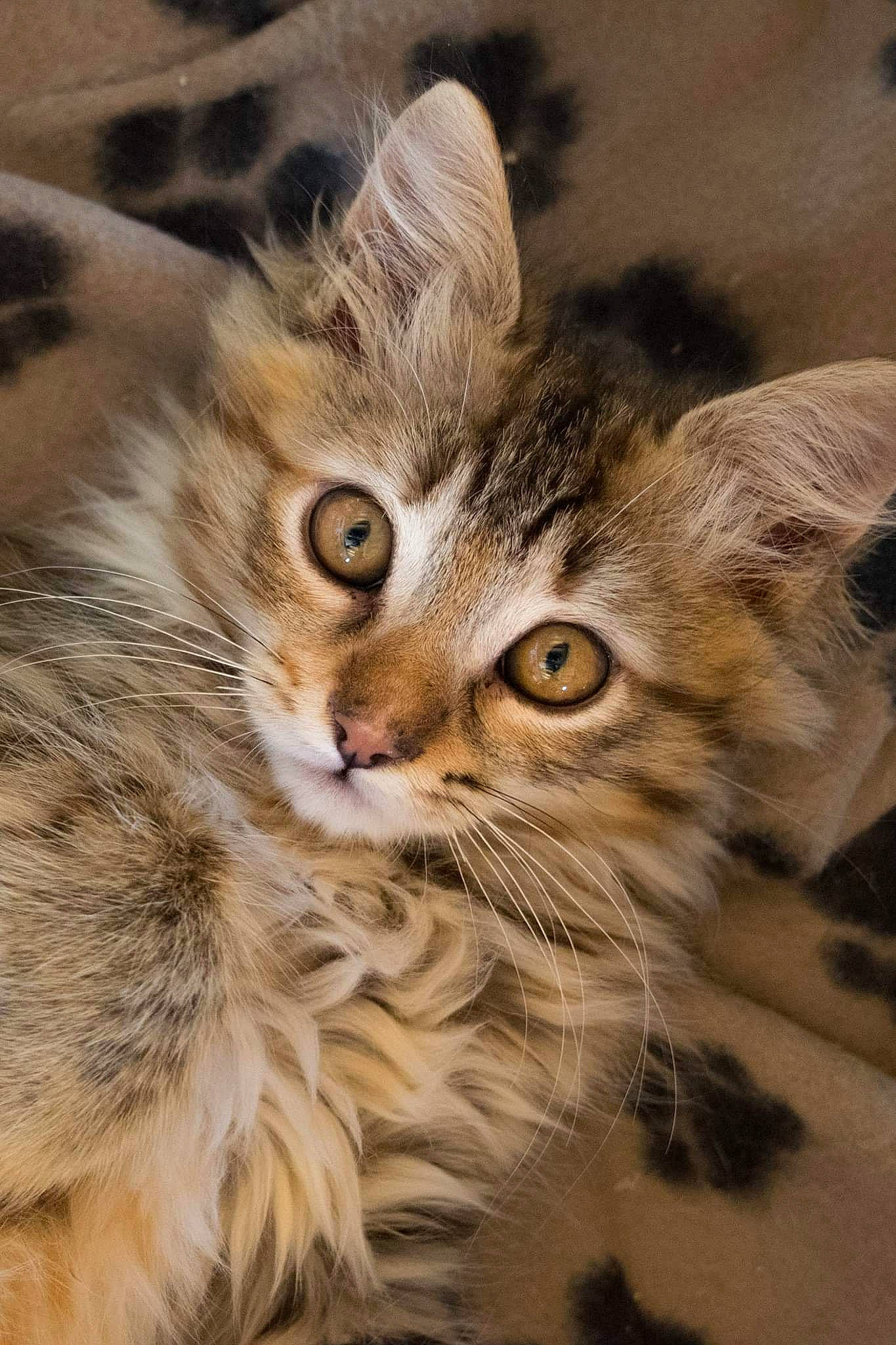 Nalya participe au concours pour gagner de l'argent avec cette photo : american_curl, asian, carnivore, cat, close_up, dragon_li, european_shorthair, felidae, fur, kitten, maine_coon, mammal, norwegian_forest_cat, pixie_bob, siberian, small_to_medium_sized_cats, snout, tabby_cat, vertebrate, whiskers