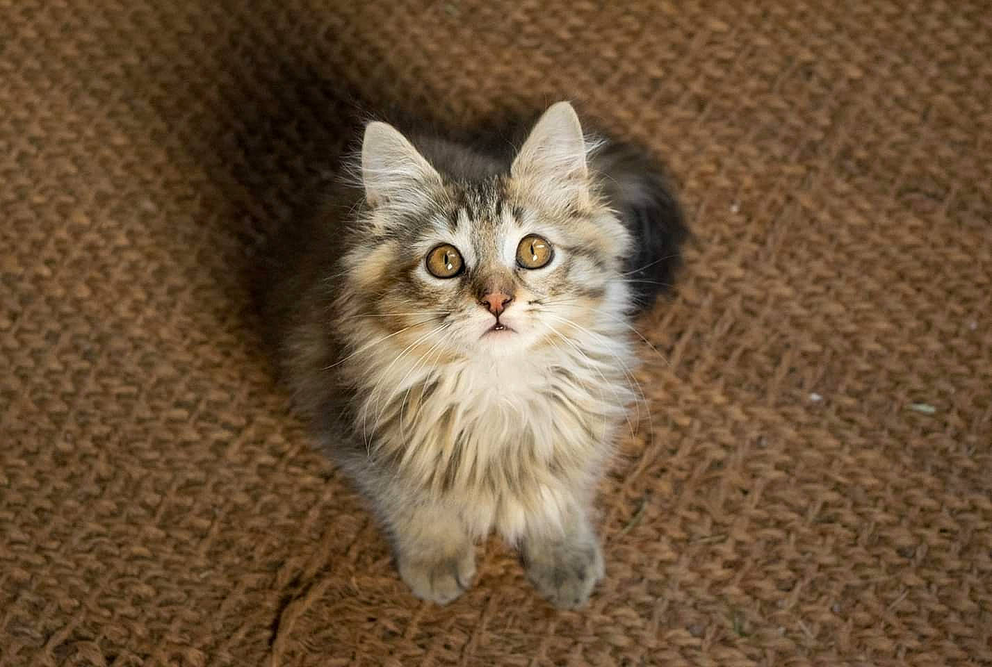 Nalya a rejoint le concours — aidez-le/la à gagner de superbes lots ! american_bobtail, asian, asian_semi_longhair, british_semi_longhair, carnivore, cat, cymric, domestic_long_haired_cat, felidae, kitten, maine_coon, mammal, napoleon_cat, norwegian_forest_cat, ragamuffin, siberian, small_to_medium_sized_cats, tabby_cat, vertebrate, whiskers