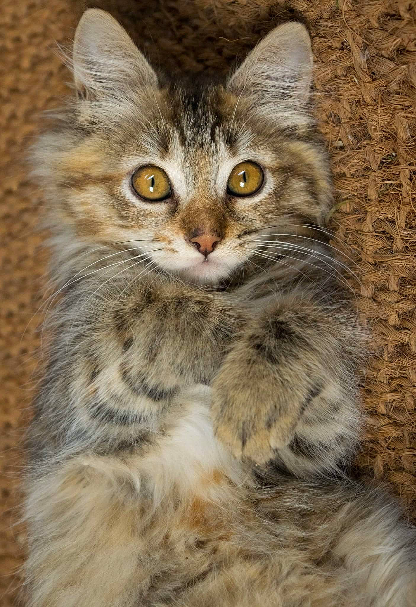 Nalya participe au concours pour gagner de l'argent avec cette photo : american_bobtail, asian_semi_longhair, british_semi_longhair, carnivore, cat, domestic_long_haired_cat, domestic_short_haired_cat, dragon_li, european_shorthair, felidae, kitten, mammal, norwegian_forest_cat, pixie_bob, siberian, small_to_medium_sized_cats, tabby_cat, vertebrate, whiskers, wild_cat