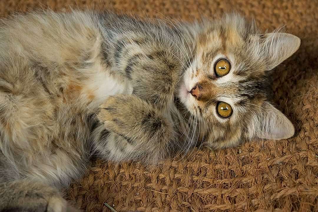 Nalya a rejoint le concours — aidez-le/la à gagner de superbes lots ! asian, british_semi_longhair, carnivore, cat, domestic_long_haired_cat, dragon_li, european_shorthair, felidae, fur, kitten, maine_coon, mammal, norwegian_forest_cat, pixie_bob, siberian, small_to_medium_sized_cats, tabby_cat, vertebrate, whiskers, wild_cat