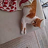 animal, blanket, cat, cozy, cushion, cute, domestic, feline, floor, heart_pattern, home, indoor, knitted_blanket, orange_cat, pet, relaxed, resting, sleepy, white_cat, wooden_floor