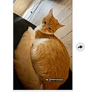 Choupette a rejoint le concours — aidez-le/la à gagner de superbes lots ! cat, orange_cat, indoor, wooden_floor, furniture, pet, animal, curled_up, messaging_app, screenshot, snapchat, text_overlay, mobile_screen, home, cozy, relaxed, cute, fur, whiskers, tail