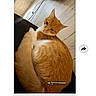cat, orange_cat, indoor, wooden_floor, furniture, pet, animal, curled_up, messaging_app, screenshot, snapchat, text_overlay, mobile_screen, home, cozy, relaxed, cute, fur, whiskers, tail