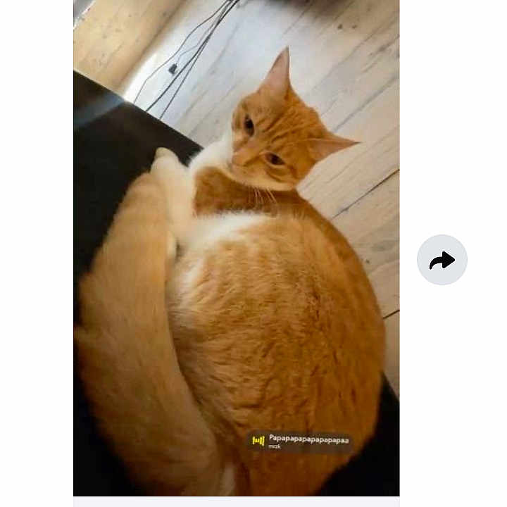 Choupette a rejoint le concours — aidez-le/la à gagner de superbes lots ! cat, orange_cat, indoor, wooden_floor, furniture, pet, animal, curled_up, messaging_app, screenshot, snapchat, text_overlay, mobile_screen, home, cozy, relaxed, cute, fur, whiskers, tail