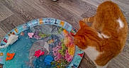 Choupette a rejoint le concours — aidez-le/la à gagner de superbes lots ! cat, orange_cat, white_cat, floor, wooden_floor, water_play_mat, toys, fish_toys, indoor, curious, pet, animal, door, wall, household, flooring, play, colorful, domestic_cat, kitten