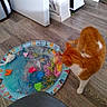 animal, cat, colorful, curious, domestic_cat, door, fish_toys, floor, flooring, household, indoor, kitten, orange_cat, pet, play, toys, wall, water_play_mat, white_cat, wooden_floor