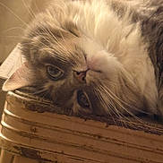 Boots joined the competition — help win amazing prizes! cat, fluffy, long_hair, cream_fur, gray_fur, blue_eyes, whiskers, pet, animal, indoors, furniture, chair, ornate, vintage, relaxed, lounging, upside_down, close_up, portrait, home_decor