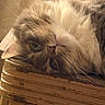 cat, fluffy, long_hair, cream_fur, gray_fur, blue_eyes, whiskers, pet, animal, indoors, furniture, chair, ornate, vintage, relaxed, lounging, upside_down, close_up, portrait, home_decor