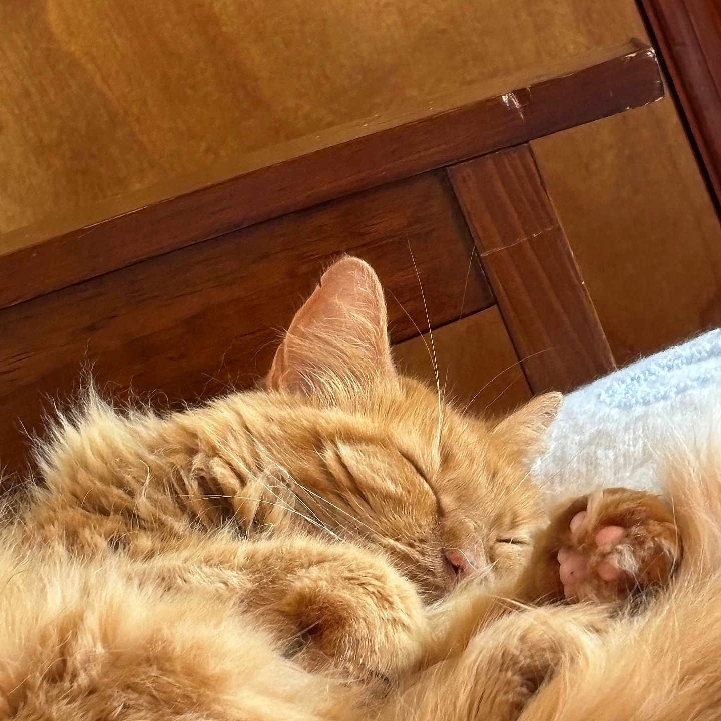 Aggi is registered to the contest to win money with this photo: bed, cat, closeup, cozy, cute, domestic_cat, fluffy, fur, indoor, nap, orange_tabby, paw, peaceful, pet, relaxation, resting, sleeping, tail, whiskers, wooden_furniture