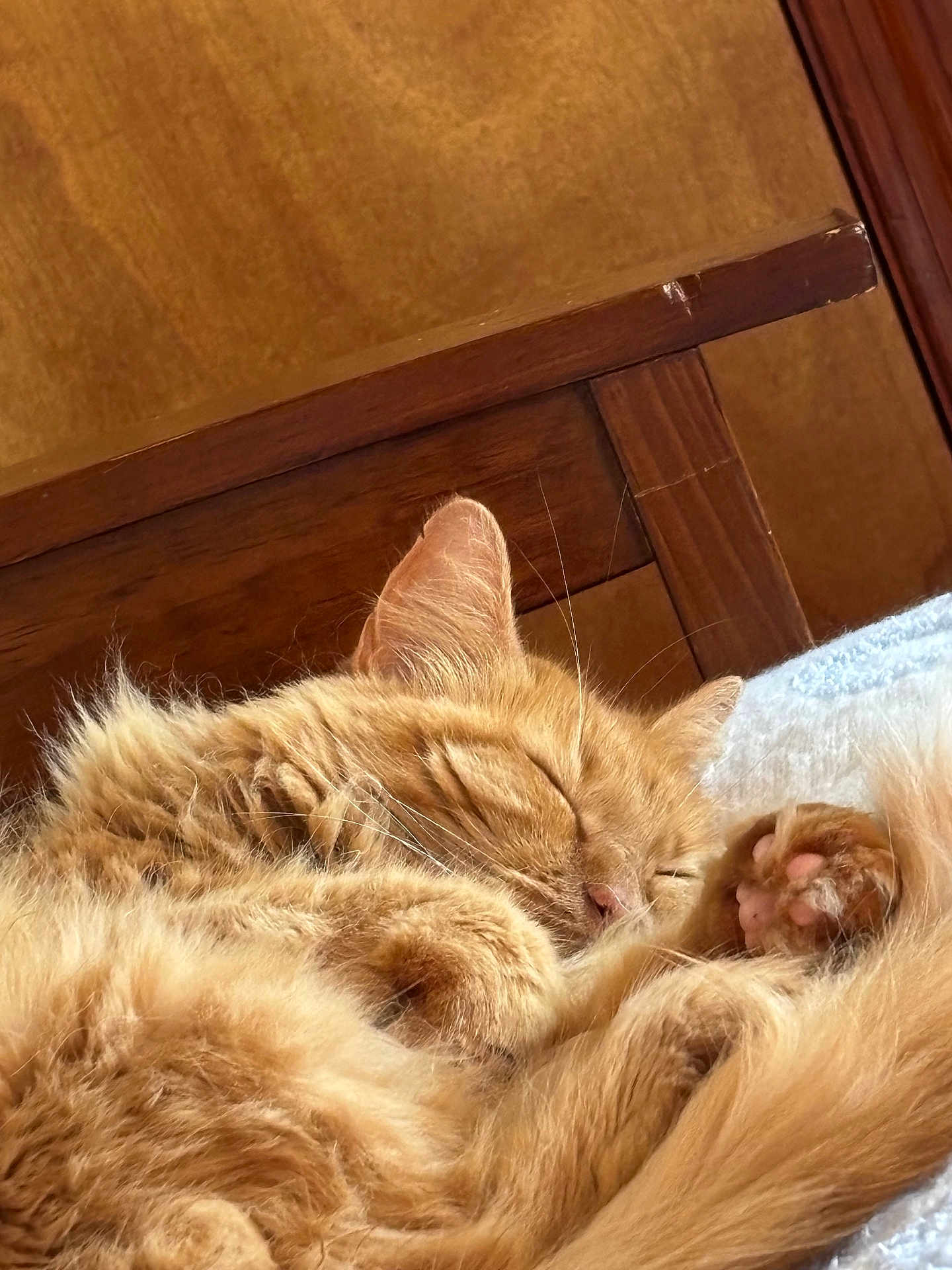 Aggi is registered to the contest to win money with this photo: bed, cat, closeup, cozy, cute, domestic_cat, fluffy, fur, indoor, nap, orange_tabby, paw, peaceful, pet, relaxation, resting, sleeping, tail, whiskers, wooden_furniture