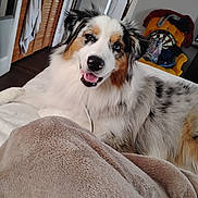 Zoey joined the competition — help win amazing prizes! australian_shepherd, black, blanket, blue_eye, brown, brown_eye, cozy, dartboard, dog, furniture, furry, happy, heterochromia, home, indoor, living_room, lying_down, pet, tongue_out, white