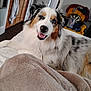 australian_shepherd, black, blanket, blue_eye, brown, brown_eye, cozy, dartboard, dog, furniture, furry, happy, heterochromia, home, indoor, living_room, lying_down, pet, tongue_out, white