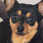 Bella is registered to the contest to win money with this photo: animal, black, canine, close_up, cute, dog, ears, expression, eyes, face, fur, indoor, looking, nose, pet, portrait, small_dog, snout, tan, whiskers