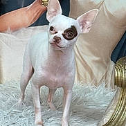 Oddie is registered to the contest to win money with this photo: dog, white_dog, chihuahua, patch_on_eye, small_dog, fluffy_rug, portrait_background, woman_in_dress, golden_chair, indoor, pet, animal, furniture, decor, alert, standing, ears_up, close_up, artistic_background, cute