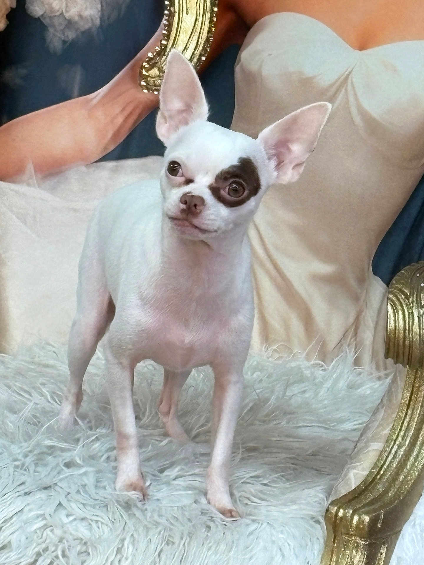 Oddie is registered to the contest to win money with this photo: dog, white_dog, chihuahua, patch_on_eye, small_dog, fluffy_rug, portrait_background, woman_in_dress, golden_chair, indoor, pet, animal, furniture, decor, alert, standing, ears_up, close_up, artistic_background, cute