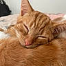 cat, ginger_cat, sleeping, close_up, fur, whiskers, nose, ears, pet, animal, cozy, relaxed, cute, domestic_cat, feline, soft, resting, indoor, calm, peaceful
