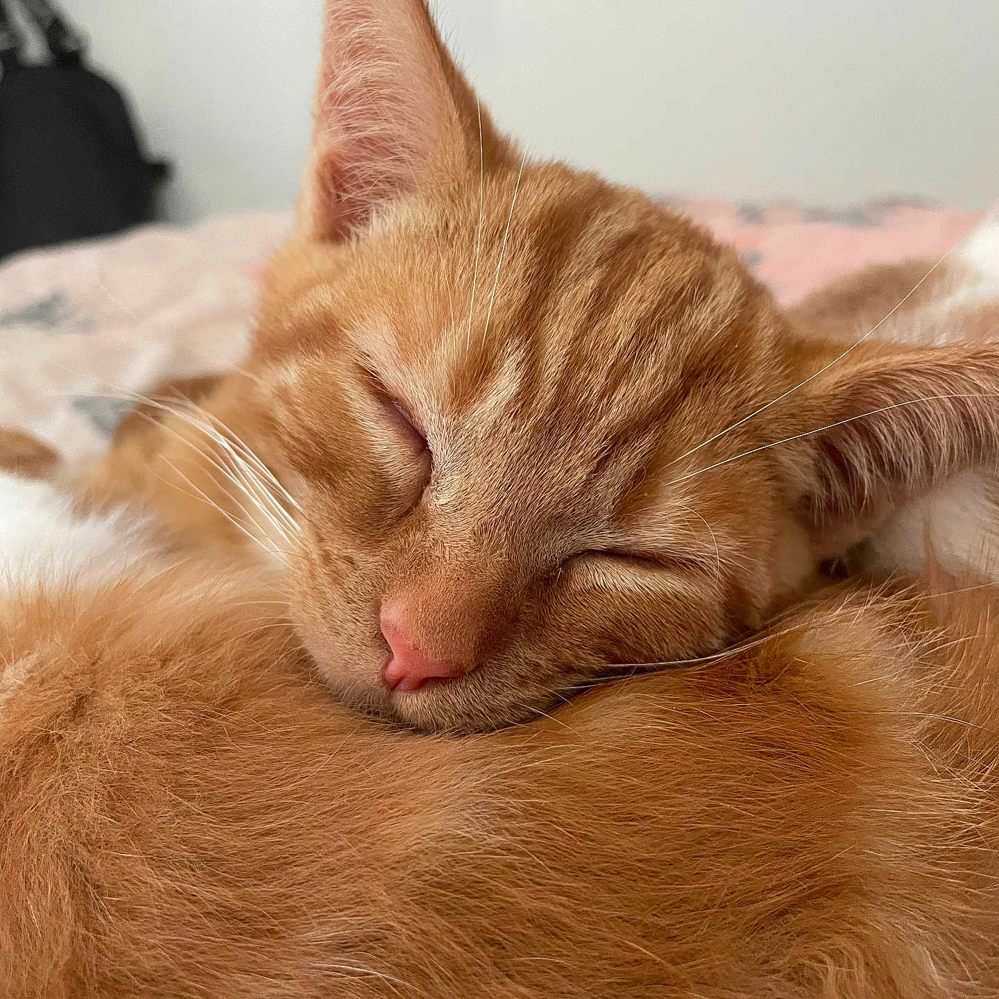 Ddalgi participe au concours pour gagner de l'argent avec cette photo : cat, ginger_cat, sleeping, close_up, fur, whiskers, nose, ears, pet, animal, cozy, relaxed, cute, domestic_cat, feline, soft, resting, indoor, calm, peaceful