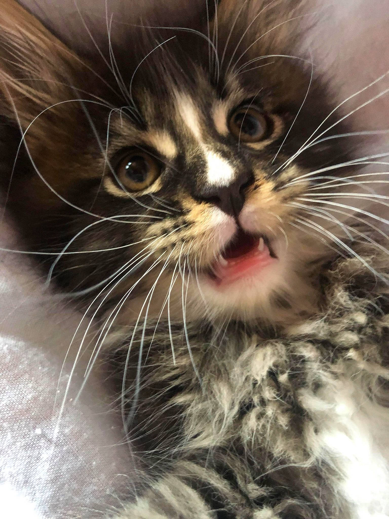 Syrena a rejoint le concours — aidez-le/la à gagner de superbes lots ! carnivore, cat, claw, close_up, domestic_short_haired_cat, eye, felidae, fur, macro_photography, mammal, paw, small_to_medium_sized_cats, snout, terrestrial_animal, vertebrate, whiskers, wildlife, window