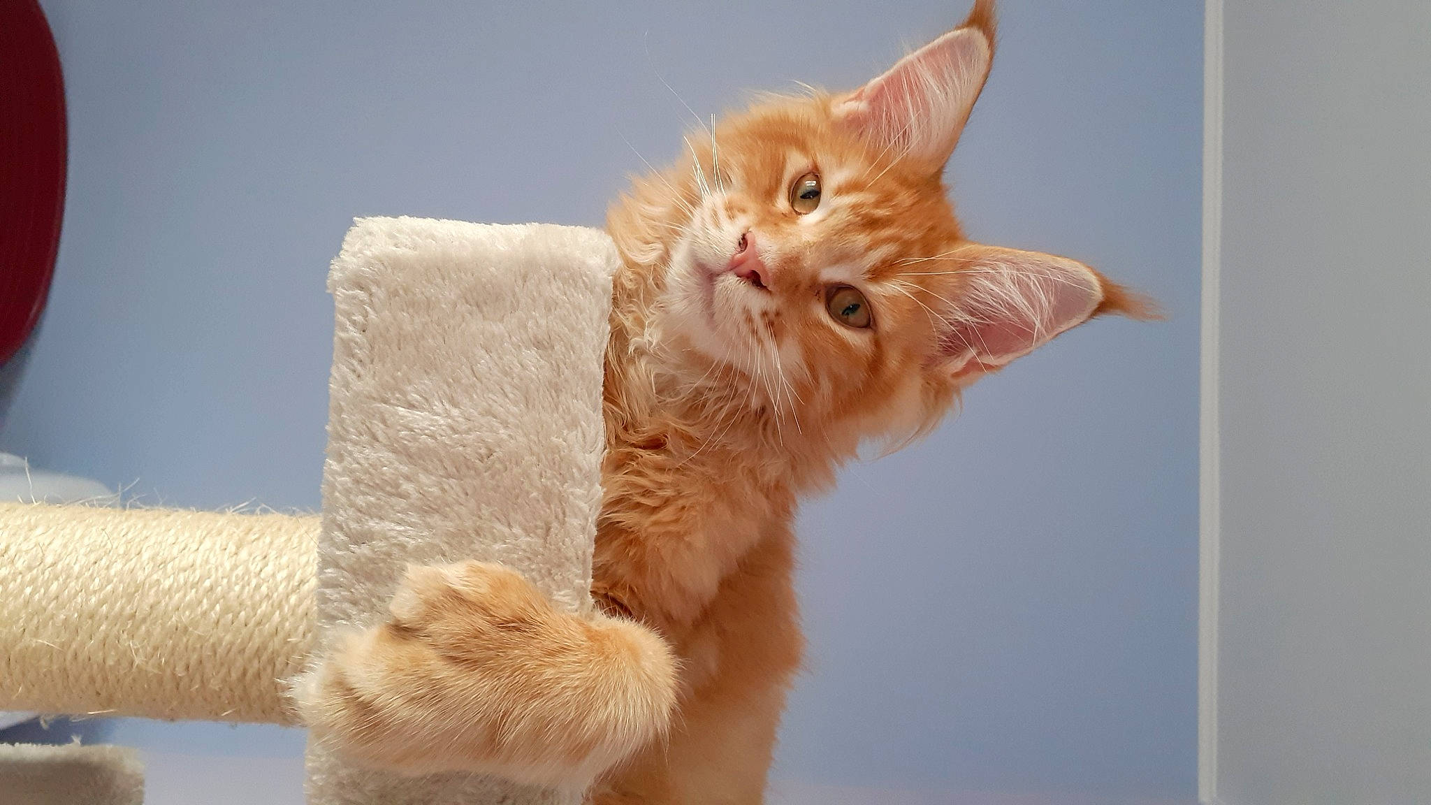 Shazam a rejoint le concours — aidez-le/la à gagner de superbes lots ! carnivore, cat, claw, comfort, couch, domestic_short_haired_cat, ear, fawn, felidae, foot, fur, gesture, paw, peach, small_to_medium_sized_cats, snout, tail, whiskers, window