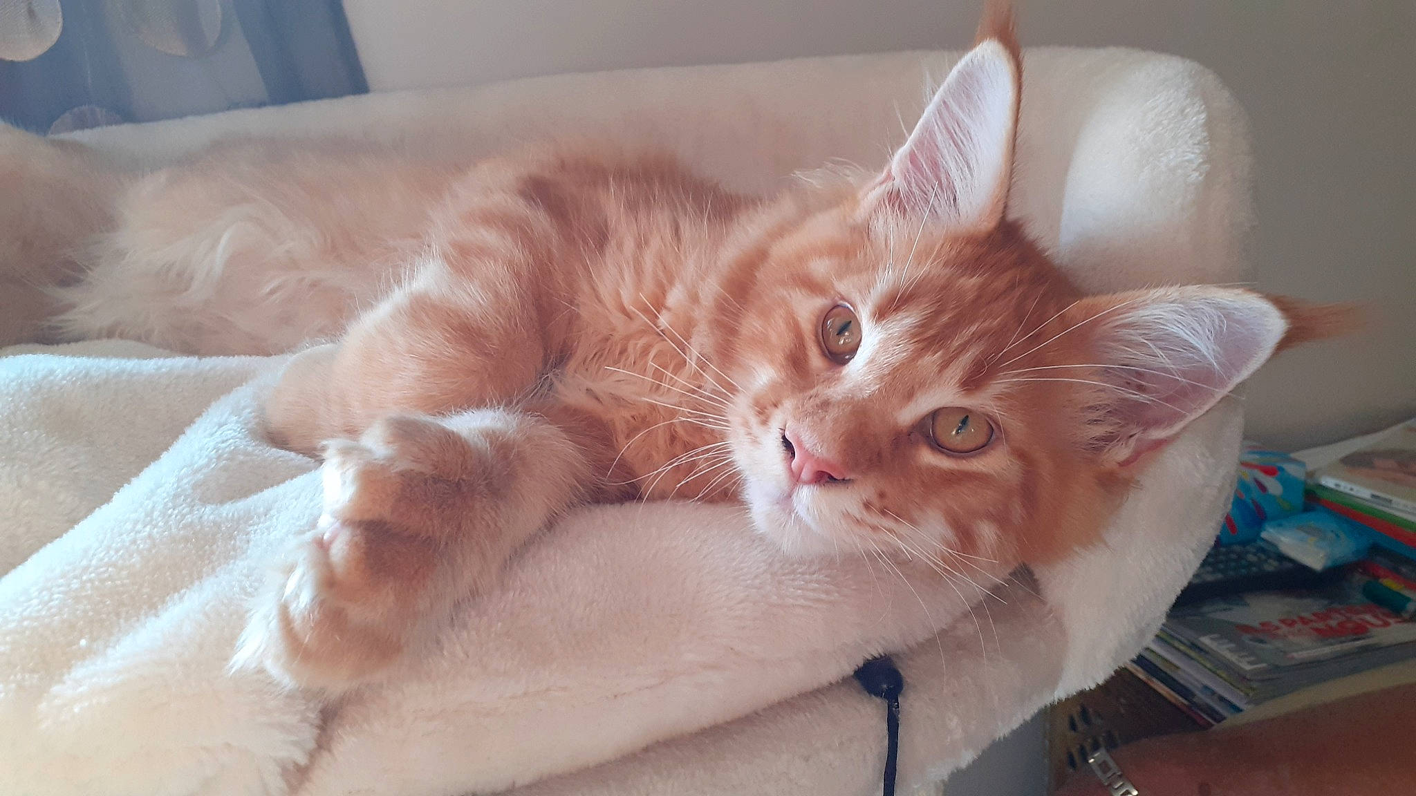 Shazam a rejoint le concours — aidez-le/la à gagner de superbes lots ! bed, carnivore, cat, claw, comfort, couch, domestic_short_haired_cat, ear, eye, fawn, felidae, fur, gesture, hand, head, paw, small_to_medium_sized_cats, snout, tail, whiskers