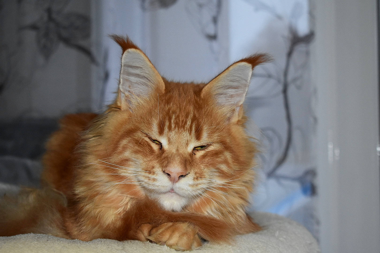 Shazam participe au concours pour gagner de l'argent avec cette photo : carnivore, cat, claw, comfort, domestic_short_haired_cat, fawn, felidae, fur, hardwood, sitting, small_to_medium_sized_cats, snout, tail, terrestrial_animal, whiskers, wood