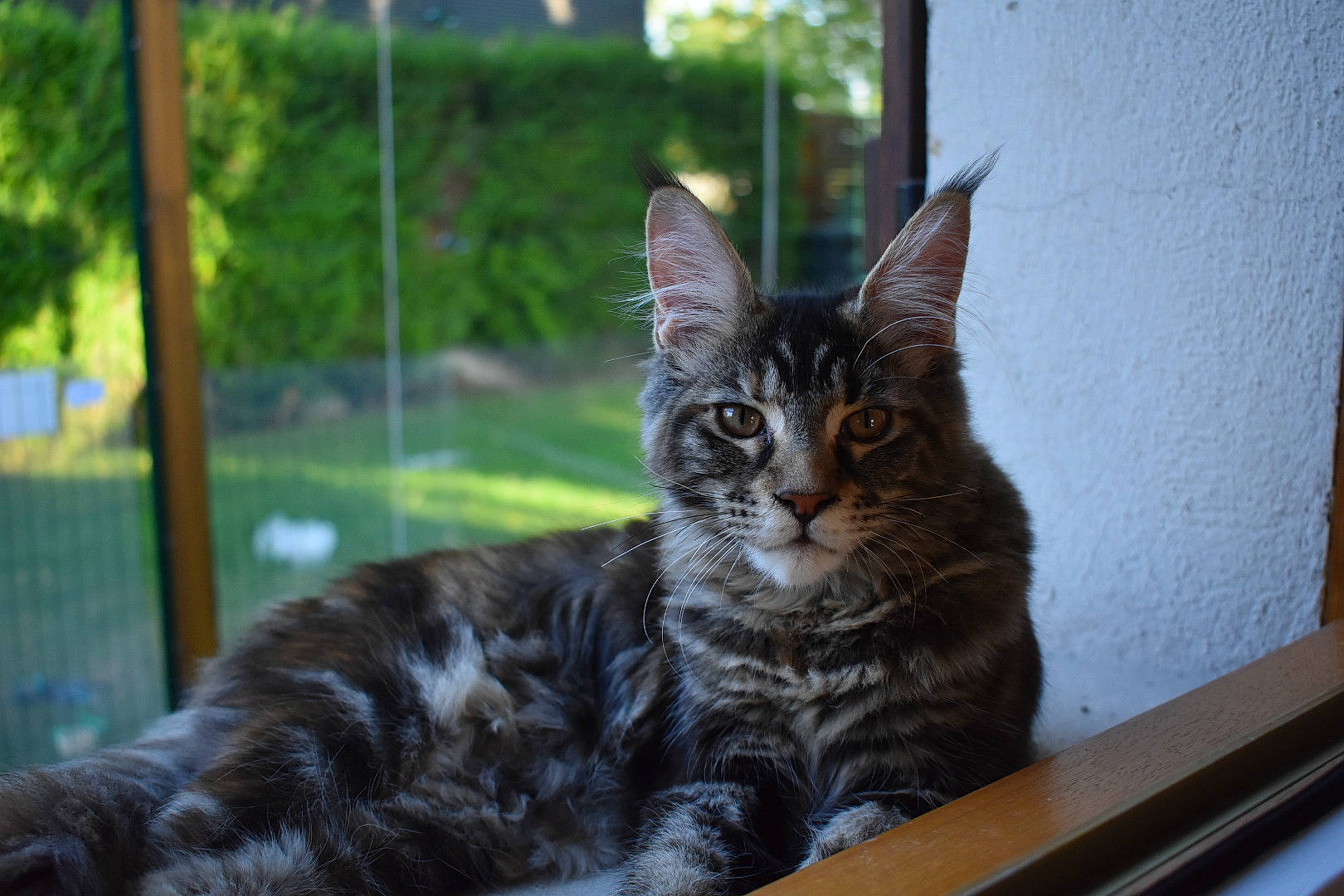 Shelby participe au concours pour gagner de l'argent avec cette photo : carnivore, cat, claw, domestic_short_haired_cat, felidae, fur, grass, houseplant, paw, plant, sitting, small_to_medium_sized_cats, snout, tail, terrestrial_animal, tree, whiskers, wildlife, window