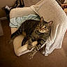 Polo is registered to the contest to win money with this photo: animal, blanket, carpet, cat, chair, cozy, curious, domestic, ears, feline, fur, furniture, home, indoor, looking, paws, pet, relaxed, tabby, whiskers